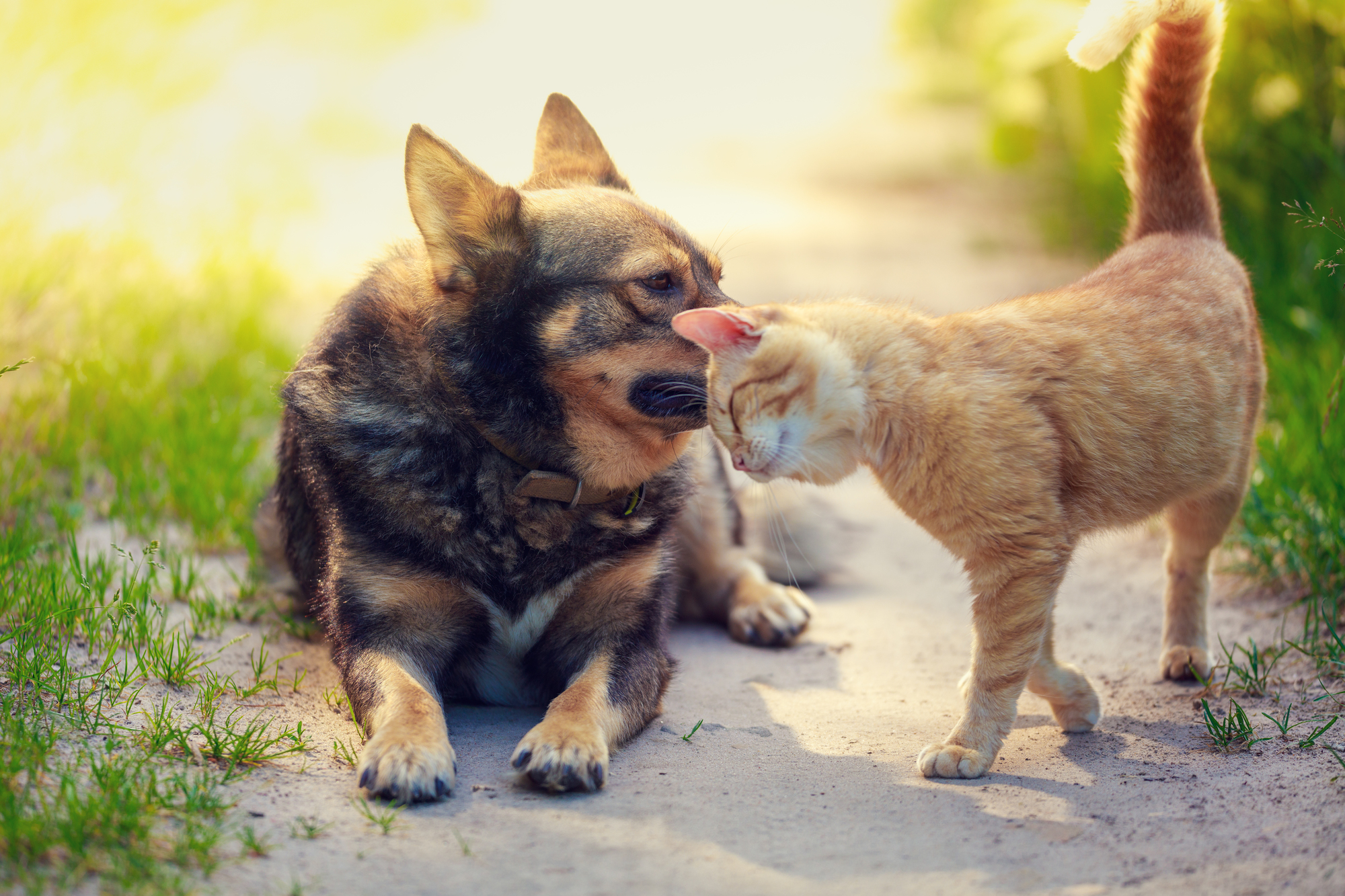 仲良しの犬と猫